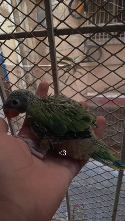 ringneck chicks green ringneck chicks