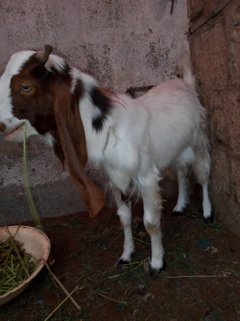 Bakra 0