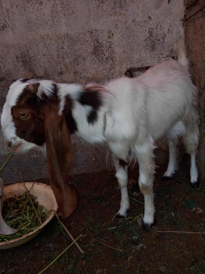 Bakra 1