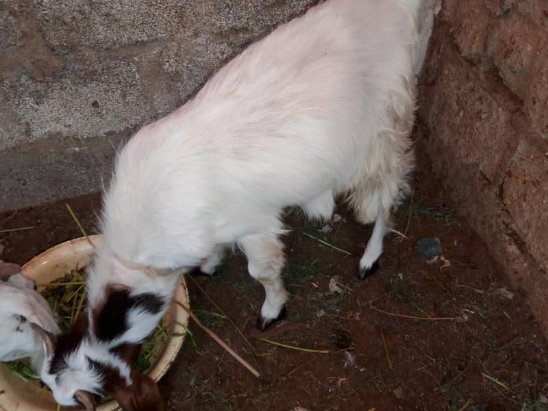 Bakra 2
