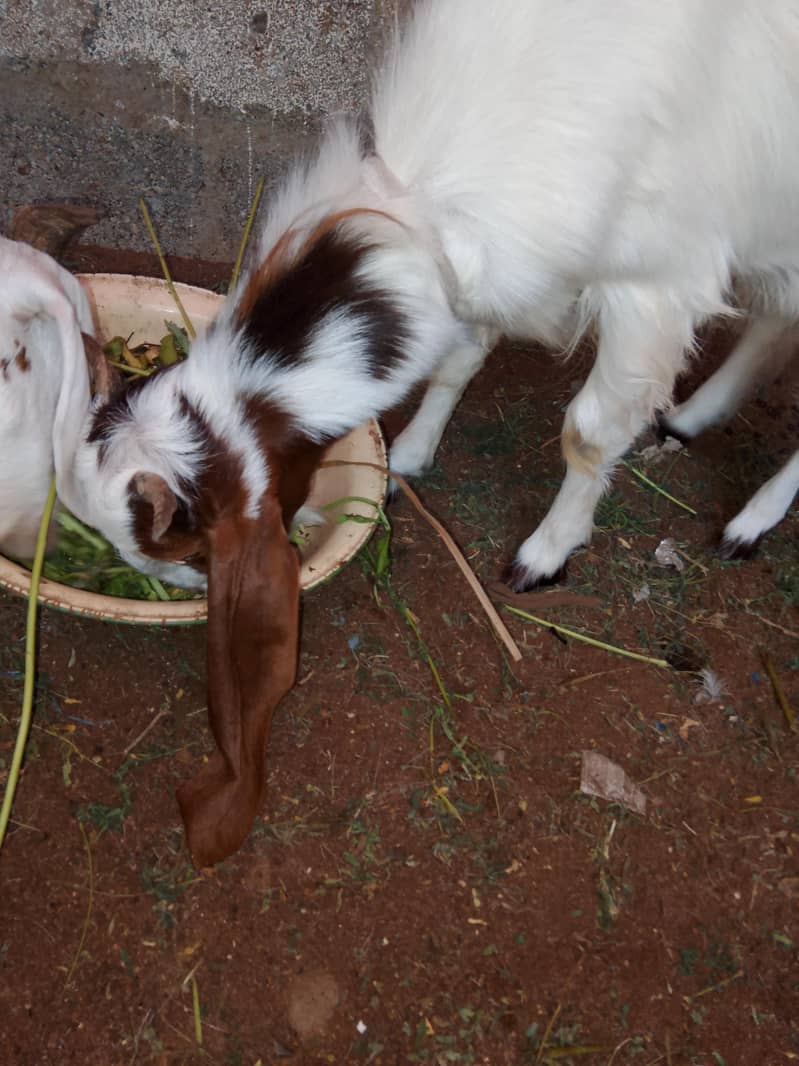 Bakra 3