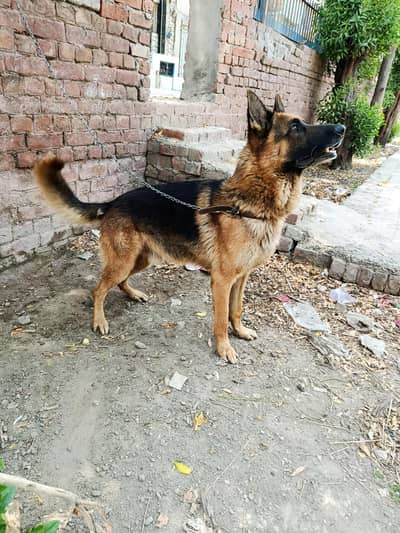 Extreme Quality German shepherd dog