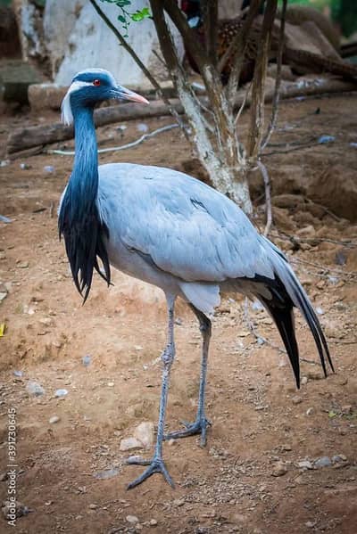 turkey bird