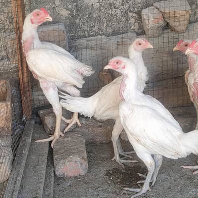white Thai Heera aseel