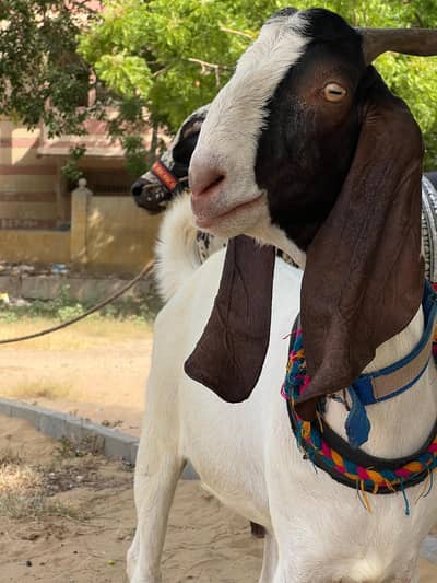 2 Dant Khassi Bakre Jori