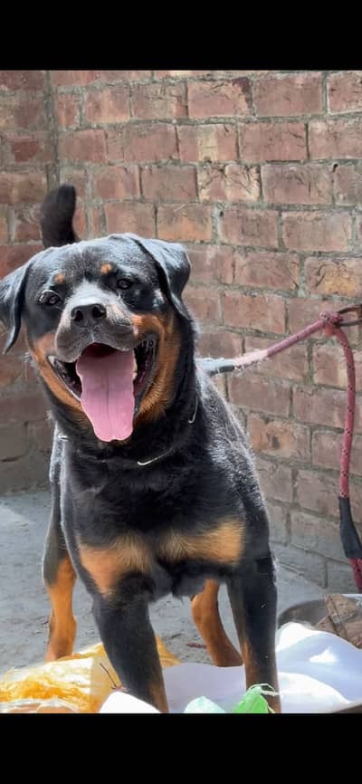 Pedigree ROTWEILER dog only for stud