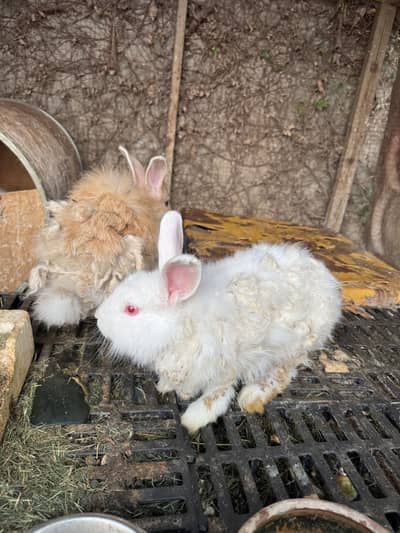 Rabbit pair for sale