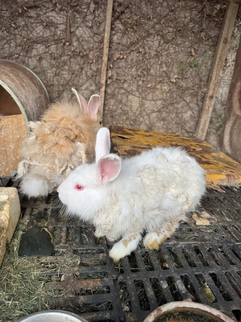 Rabbit pair for sale — photo 3