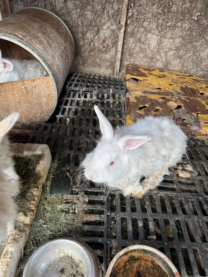 Rabbit pair for sale — photo 2