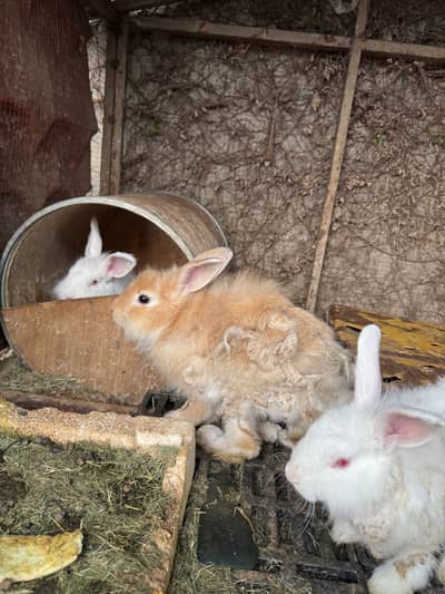 Rabbit pair for sale