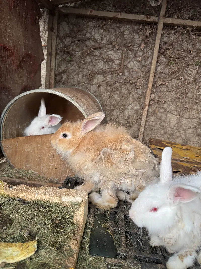 Rabbit pair for sale