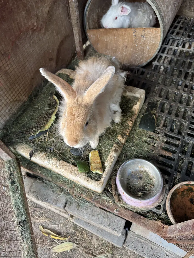 Rabbit pair for sale — photo 4