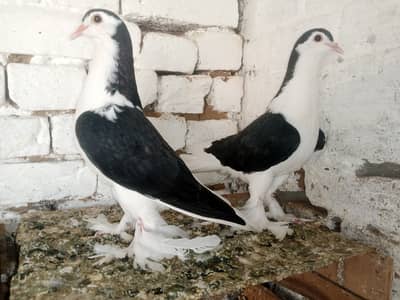 Black Lahori Sherazi Pigeon Fancy Kabootar Pair