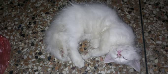 Siberian kitten