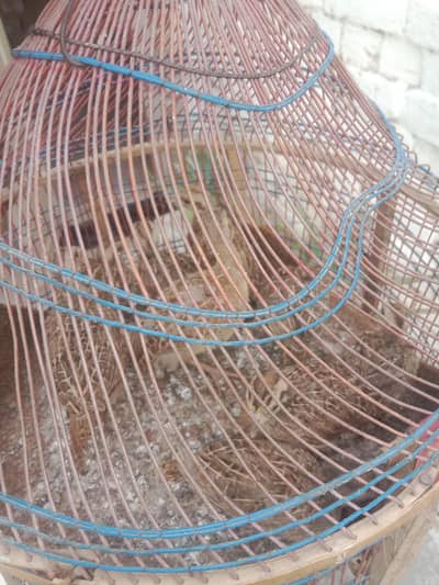 teetar k chicks for sale