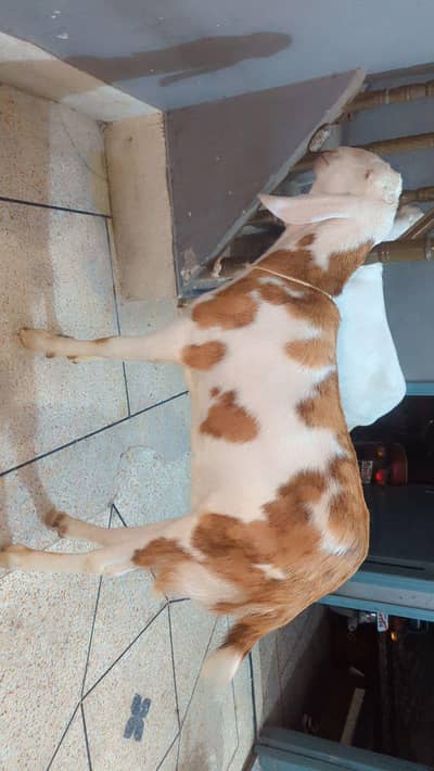 goat sale