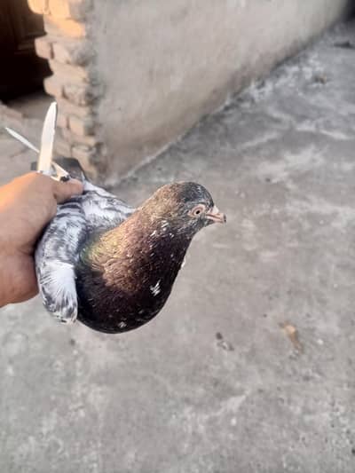 Beautiful high flying pigeon pair breeder lair ha 2 bar breed mara las