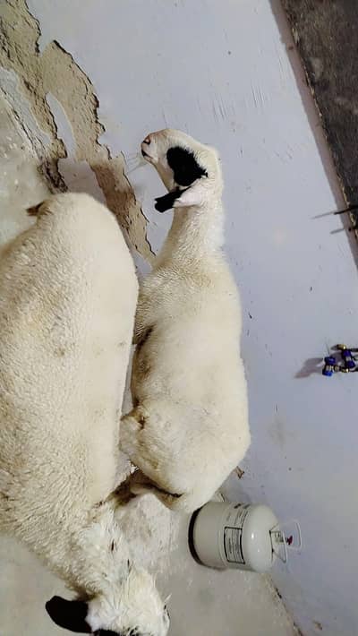 Sheeps For sale for Qurbani