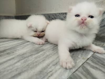 Persian Kitts N Cats