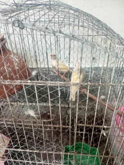 sentinent breader female  for sale