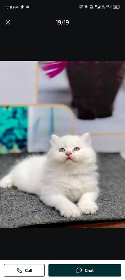 Persian cat for sale my WhatsApp number  03703659905