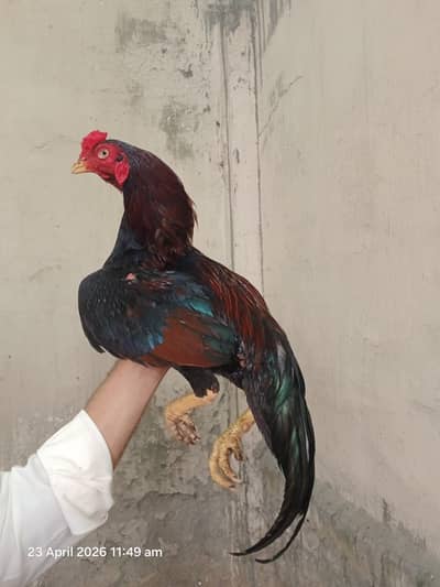Lakha patha