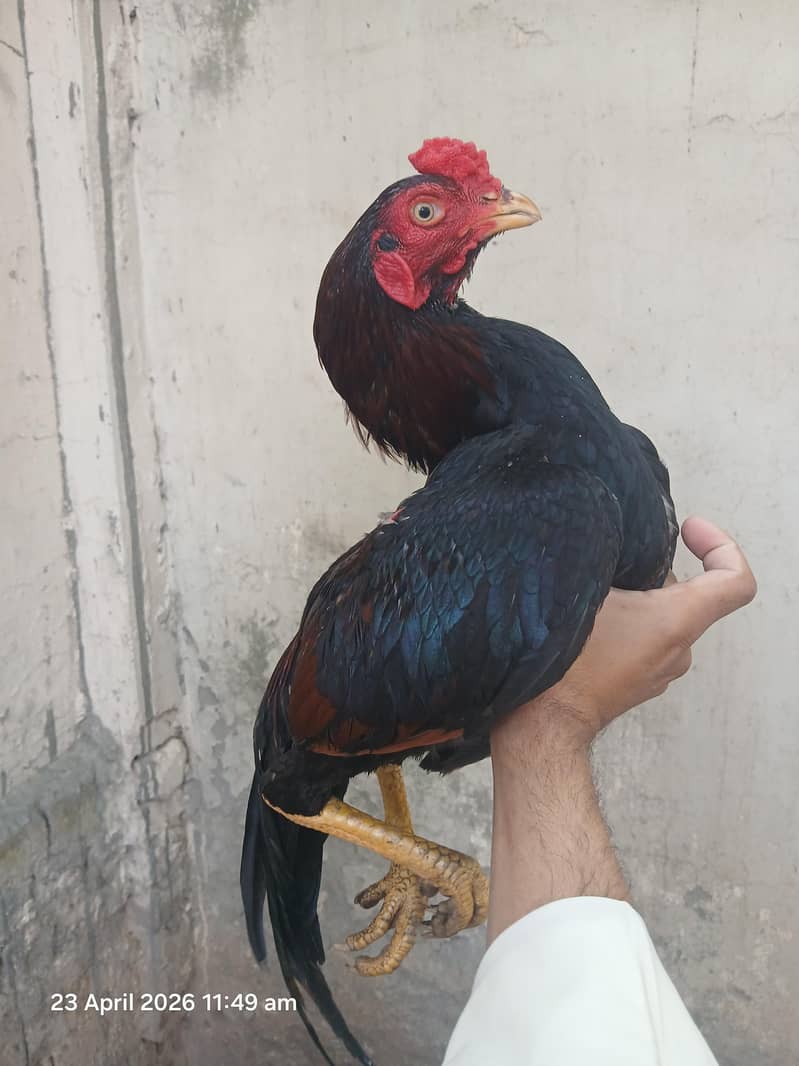 Lakha patha 2