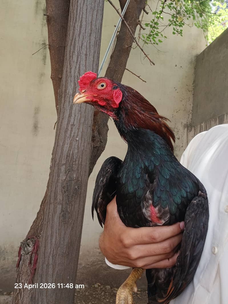 Lakha patha 3
