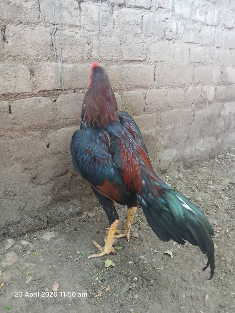 Lakha patha 4