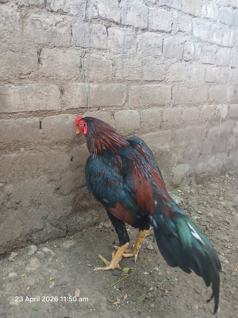 Lakha patha 5