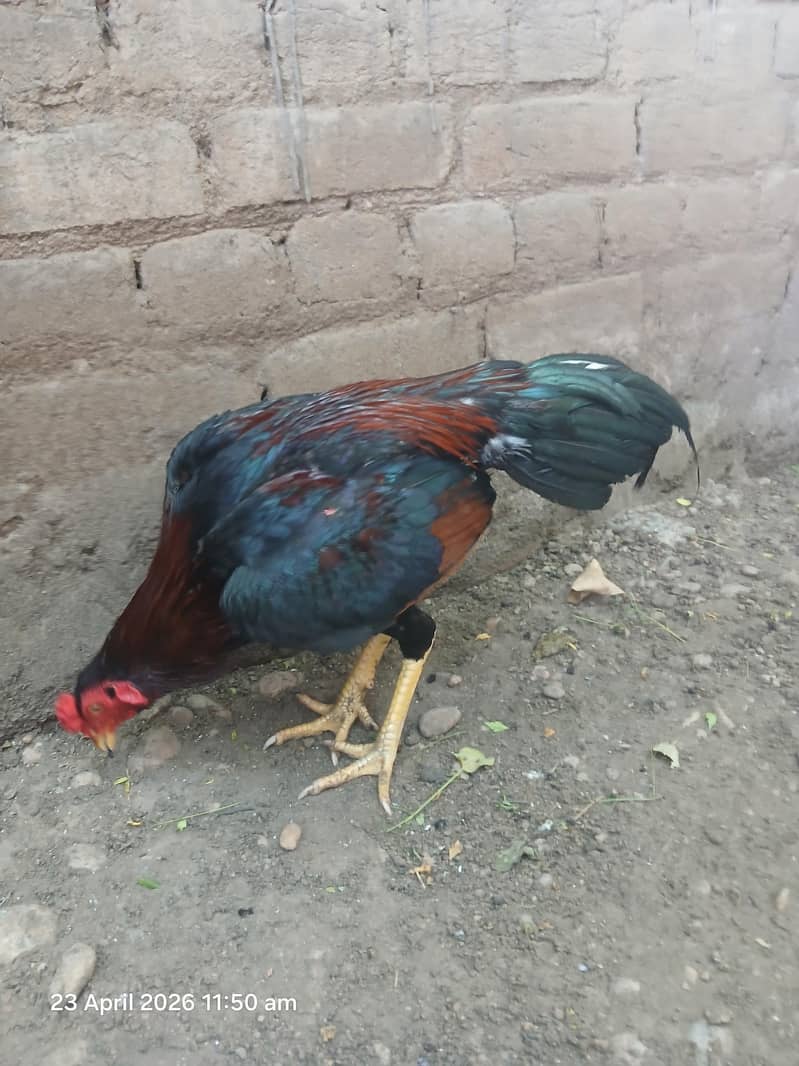 Lakha patha 6