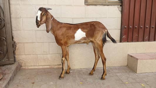 qurbani k liye saste bakray ghr k pale hue