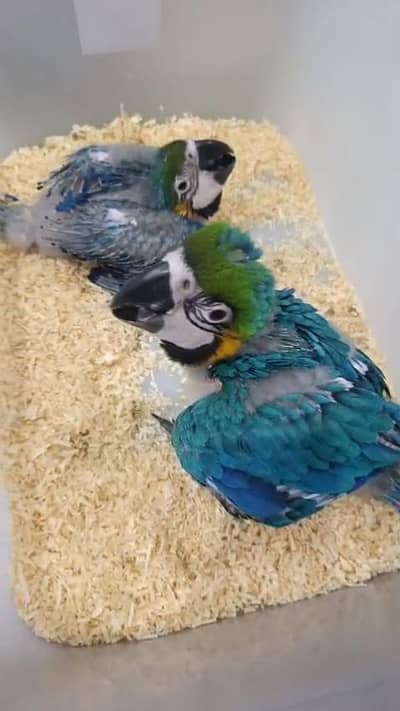Blue and gold macaw chicks