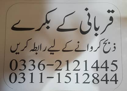 professional qasai 2026