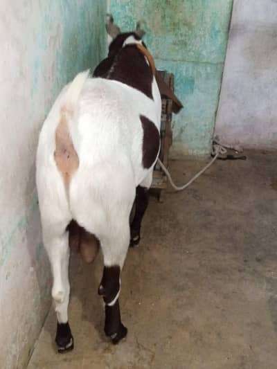 Pure gulabi Desi Bakra 0347-7187-859