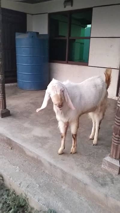 Bakra for Sale