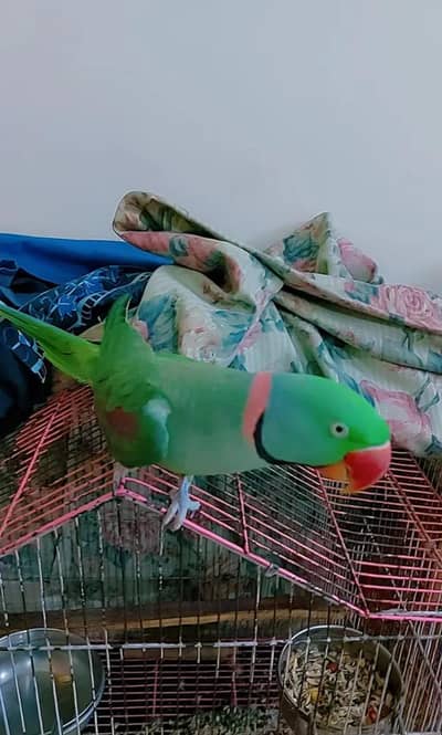 Alexandrine - Hand Taimed [Raw Parrot]