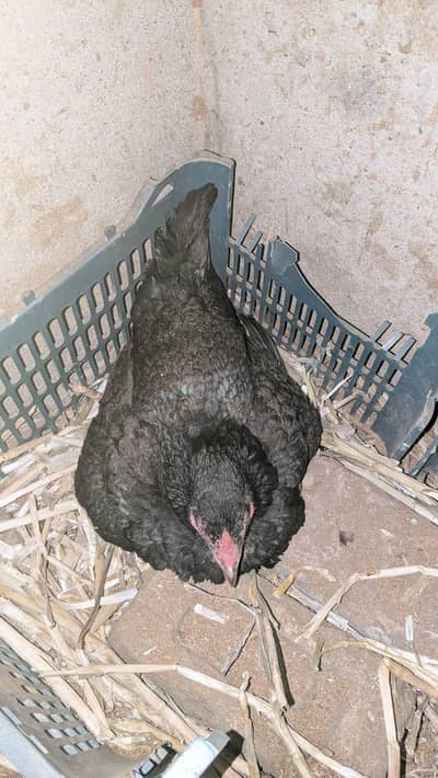 kruk aseel assel hens sale/exchnage