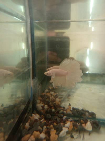 Betta fish with food and aquarium is 2600