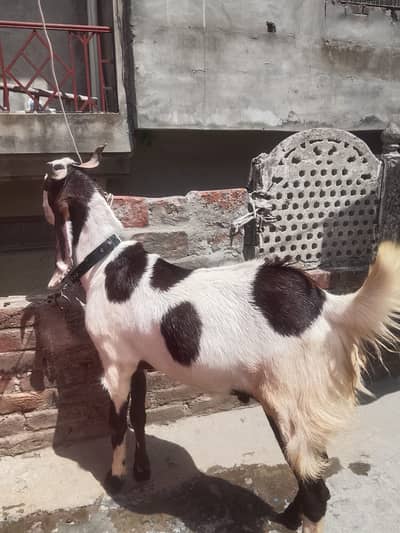Goat bakra sale for qurbani