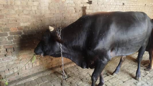 Khubsurat Kala Bail Baraye Farokht | Sehatmand Aur Taqatwar Bail