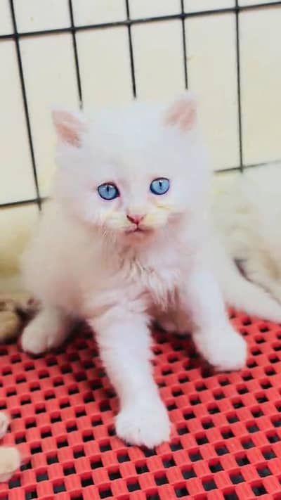beautiful Persian female for sale 03262107955 my WhatsApp number