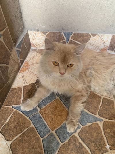 Persion Male cat for sale