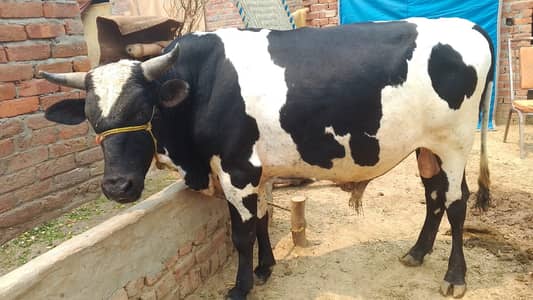 wchaa for sale