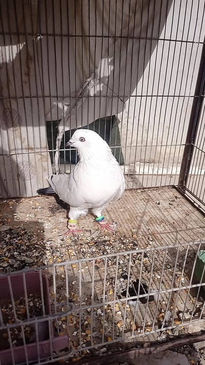 Pigeon ( Kalduma , patti waly )