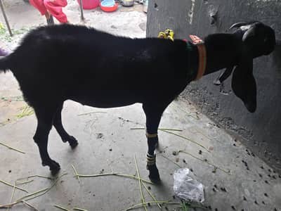 Goat for Sale