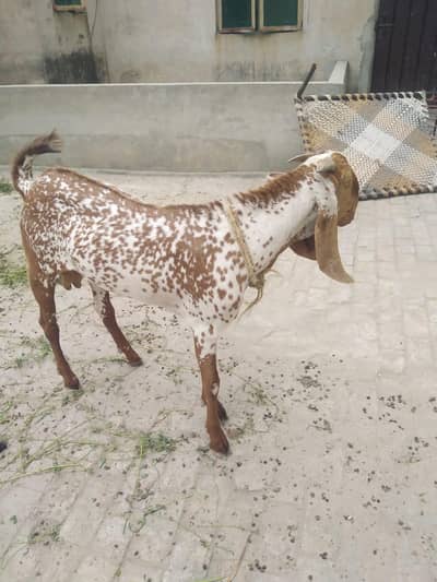 Bakra makkhi China