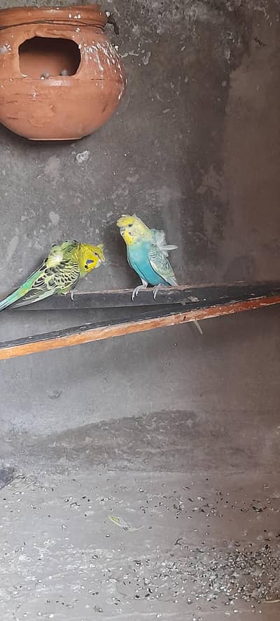 Hogoromo Breeder pair for sale