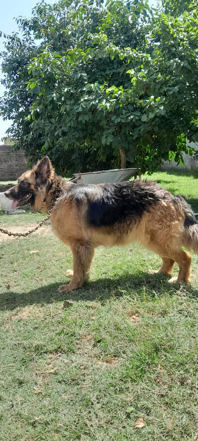 long coat female