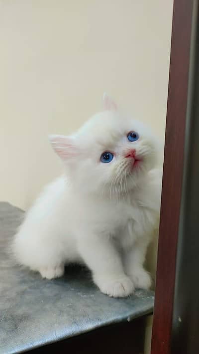 Persian Himalayan kittens with blue eyes